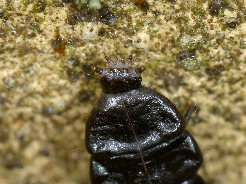 Larva di Lycidae - Lygistopterus?